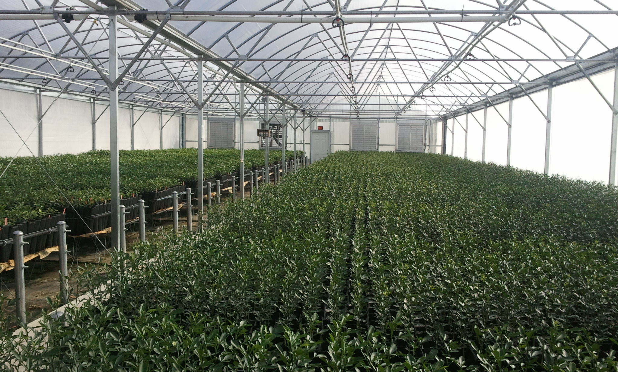 Screened greenhouse of young citrus nursery stock
