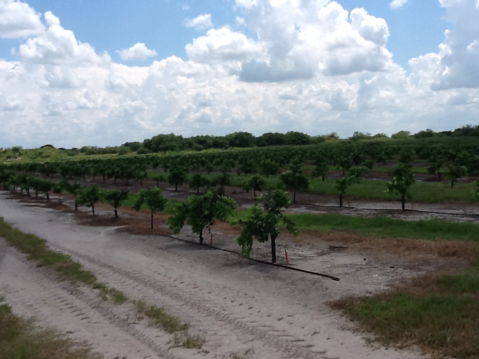 Citrus nursery grove