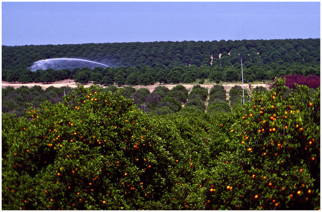 Florida citrus grove in full production