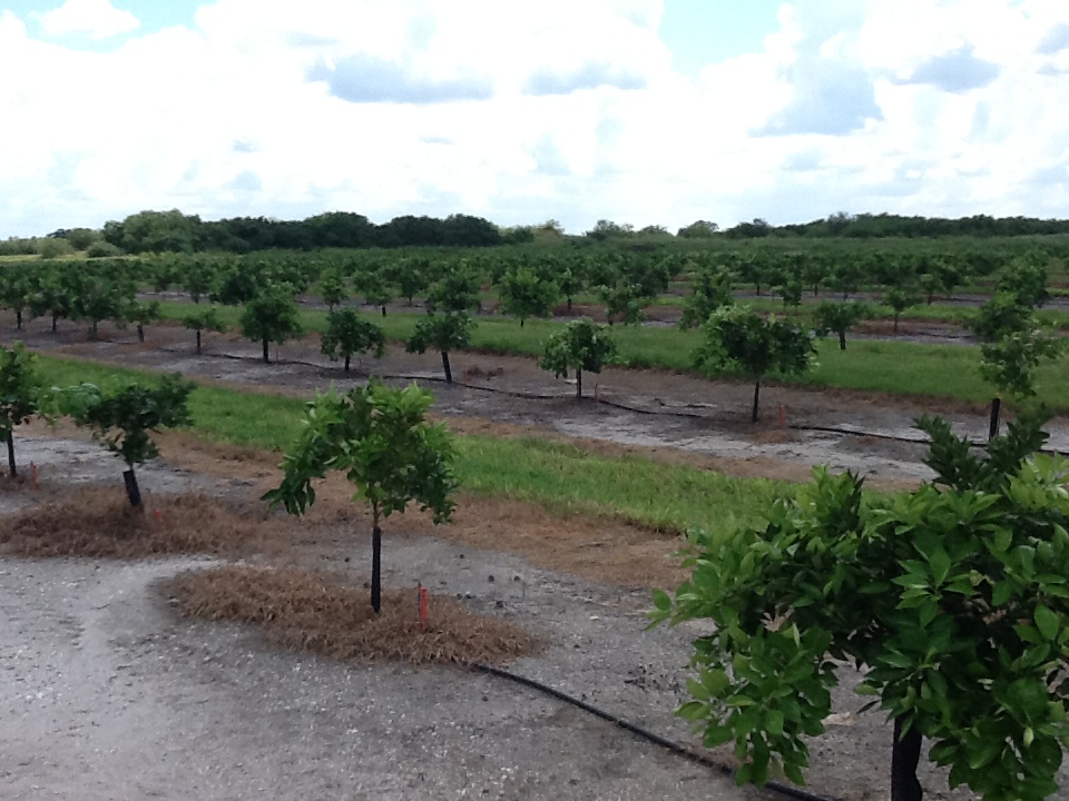 Rows of young citrus trees