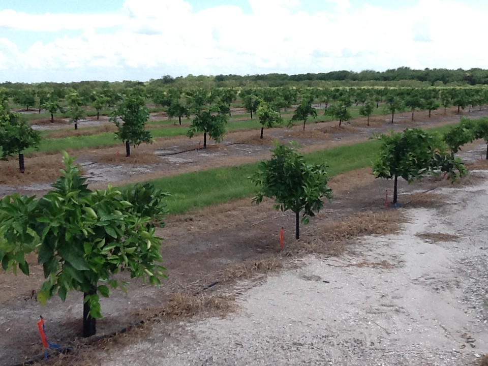 Healthy young citrus trees in rows